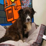Adoptable Georgia Dogs for July 15, 2015