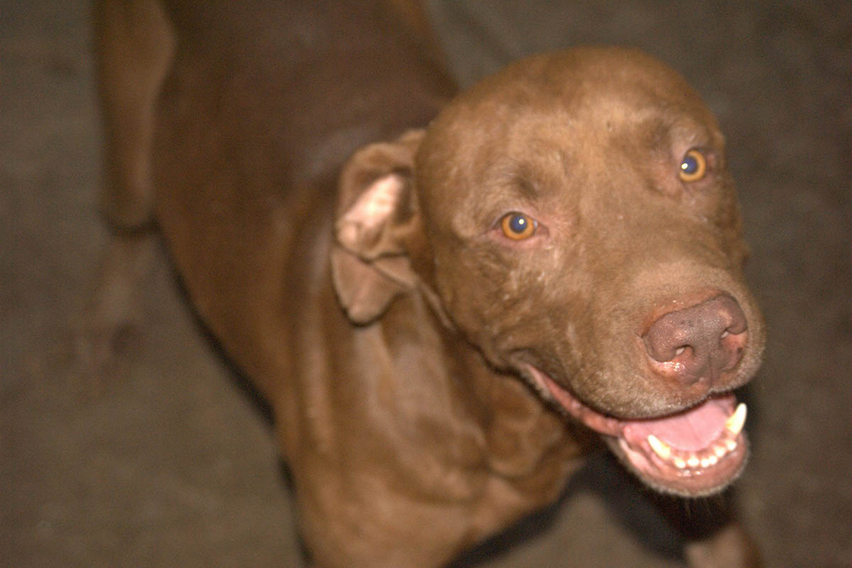 Gus