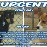 Adoptable Georgia Dogs for July 30, 2015
