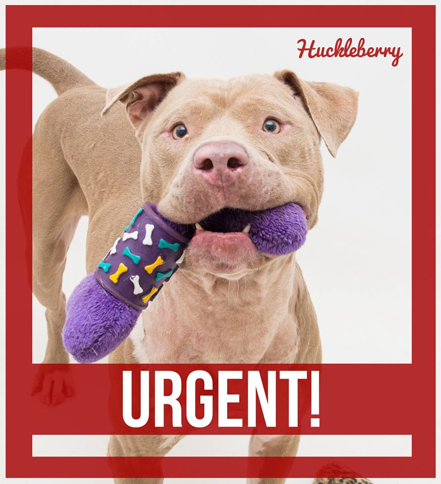 Huckleberry