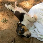 Adoptable Georgia Dogs for July 13, 2015