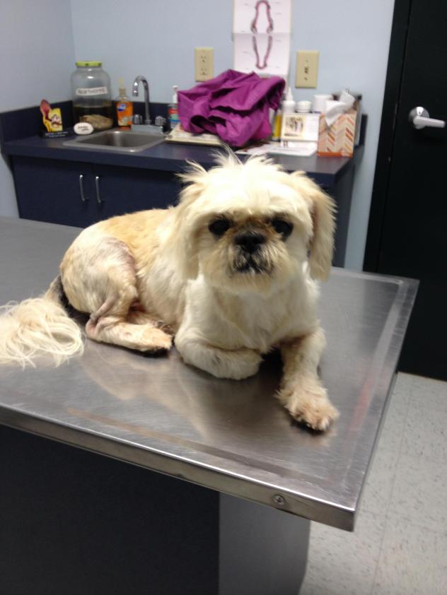 Louie Shih Tzu