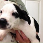 Adoptable Georgia Dogs for July 14, 2015