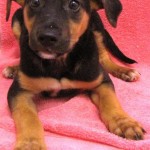 Adoptable Georgia Dogs for July 31, 2015