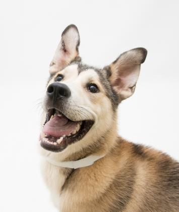 Meeko