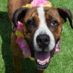 Adoptable Georgia Dogs for July 9, 2015