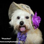 Adoptable Georgia Dogs for July 24, 2015