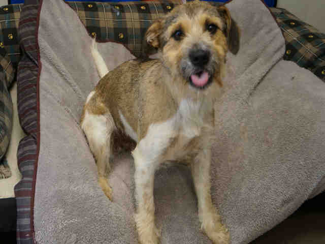 Scamp