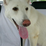 Adoptable Georgia Dogs for July 27, 2015