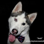 Adoptable Georgia Dogs for July 7, 2015