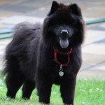 Adoptable Georgia Dogs for July 28, 2015