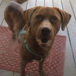 Adoptable Georgia Dogs for July 3, 2015