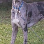 Adoptable Georgia Dogs for July 1, 2015