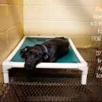 Adoptable Georgia Dogs for August 10, 2015