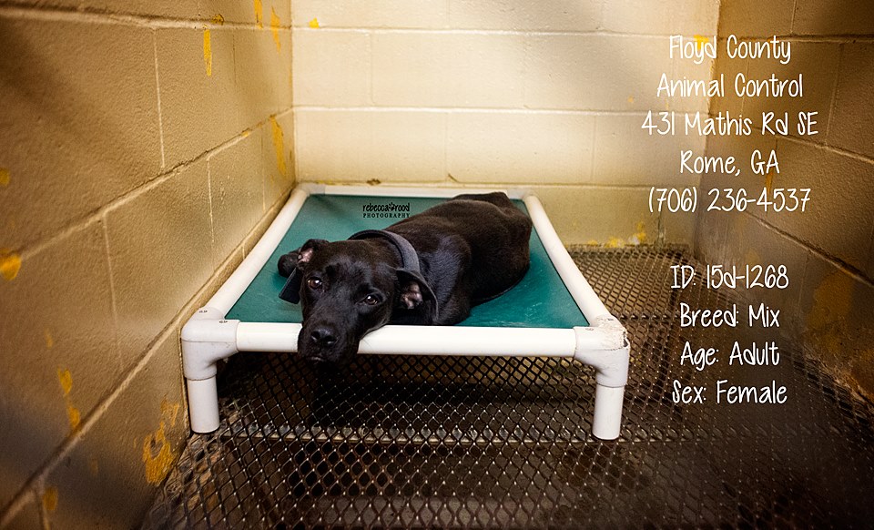 Adult Black Lab Floyd