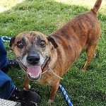 Adoptable Georgia Dogs for August 20, 2015