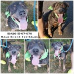 Adoptable Georgia Dogs for August 14, 2015