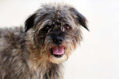 Benji