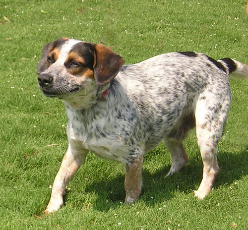 Bouie McBeagle