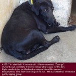 Adoptable Georgia Dogs for August 6, 2015