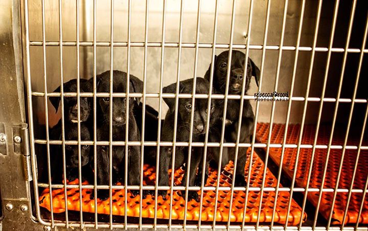 Floyd Black Lab Puppies