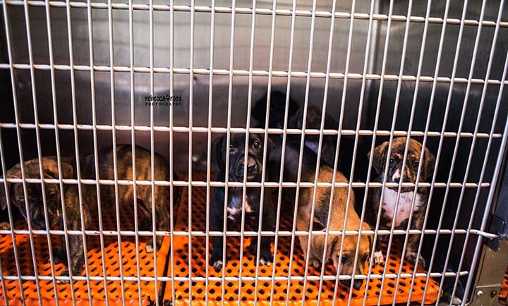 Floyd Brindle Puppies