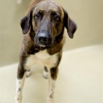 Adoptable Georgia Dogs for August 12, 2015