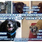 Adoptable Dogs for August 19, 2015
