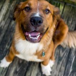Adoptable Georgia Dogs for July 20, 2015