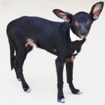 Adoptable Georgia Dogs for August 17, 2015