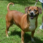 Adoptable Georgia Dogs for August 4, 2015
