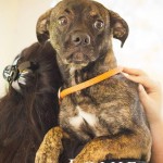 Adoptable Georgia Dogs for July 6, 2015