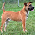 Adoptable Georgia Dogs for August 3, 2015