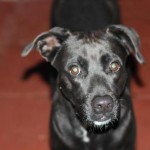 Adoptable Georgia Dogs for August 27, 2015