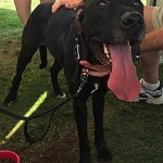 Adoptable Georgia Dogs for August 5, 2015