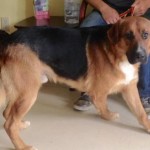 Adoptable Georgia Dogs for August 11, 2015