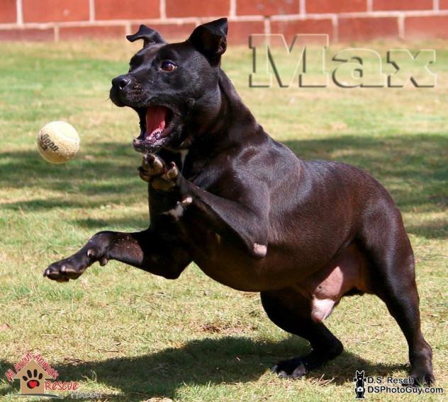 Max Tennis Ball1