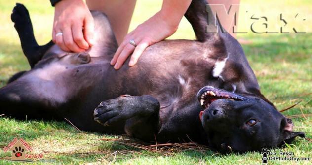 Max Tennis Ball2