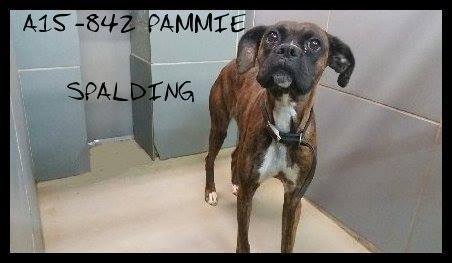 Pammie Spalding
