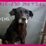 Adoptable Georgia Dogs for August 24, 2015