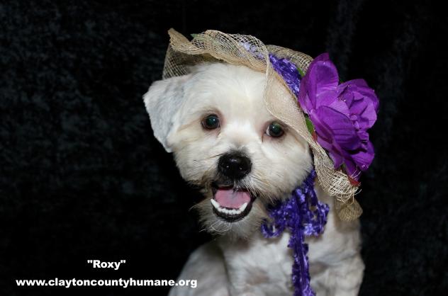 Roxy