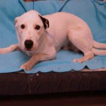 Adoptable Georgia Dogs for August 21, 2015