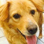 Adoptable Georgia Dogs for August 7, 2015