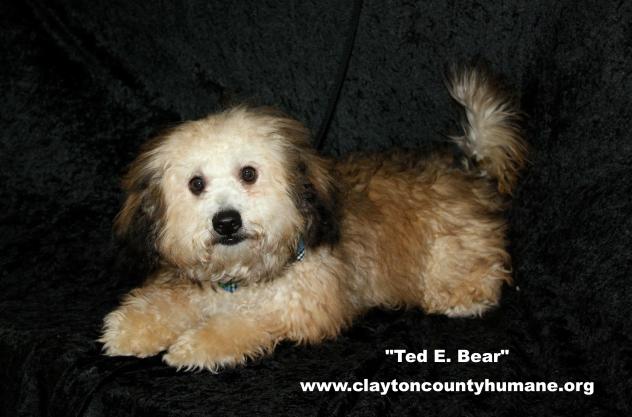Ted E Bear