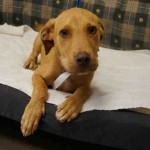 Adoptable Georgia Dogs for August 18, 2015