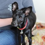 Adoptable Georgia Dogs for August 13, 2015