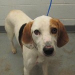 Adoptable Georgia Dogs for September 23, 2015