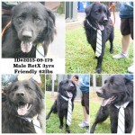 Adoptable Georgia Dogs for September 28, 2015