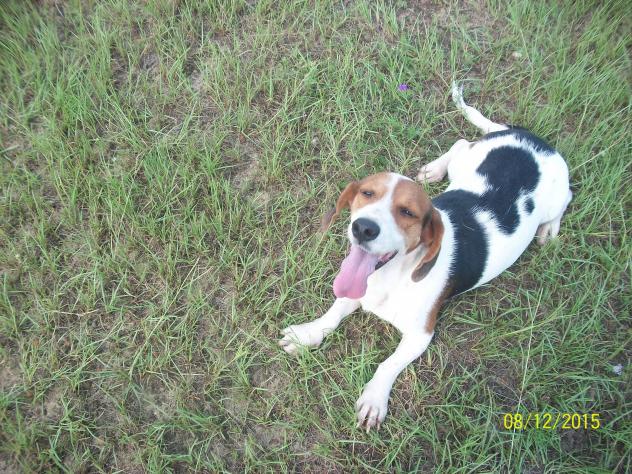 Bessie