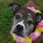 Adoptable Georgia Dogs for September 2, 2015